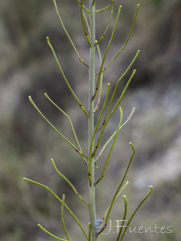 Sisymbrium hispanicum.12