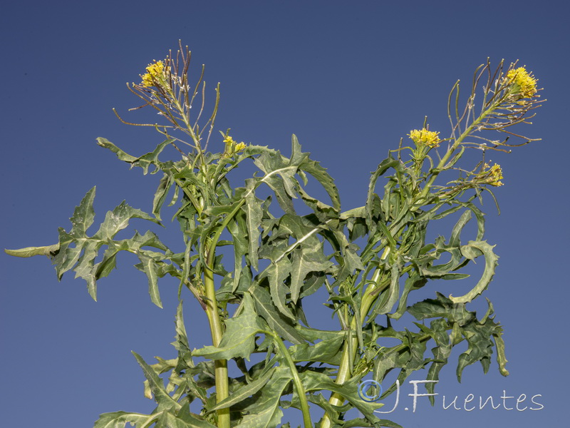 Sisymbrium irio.11