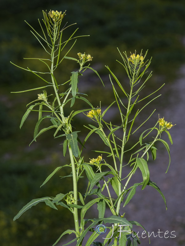 Sisymbrium irio.12