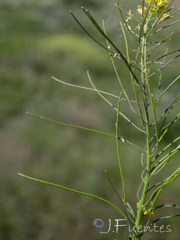 Sisymbrium irio.15