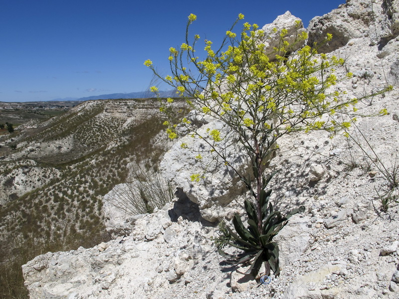 Sisymbrium isatidifolium.07