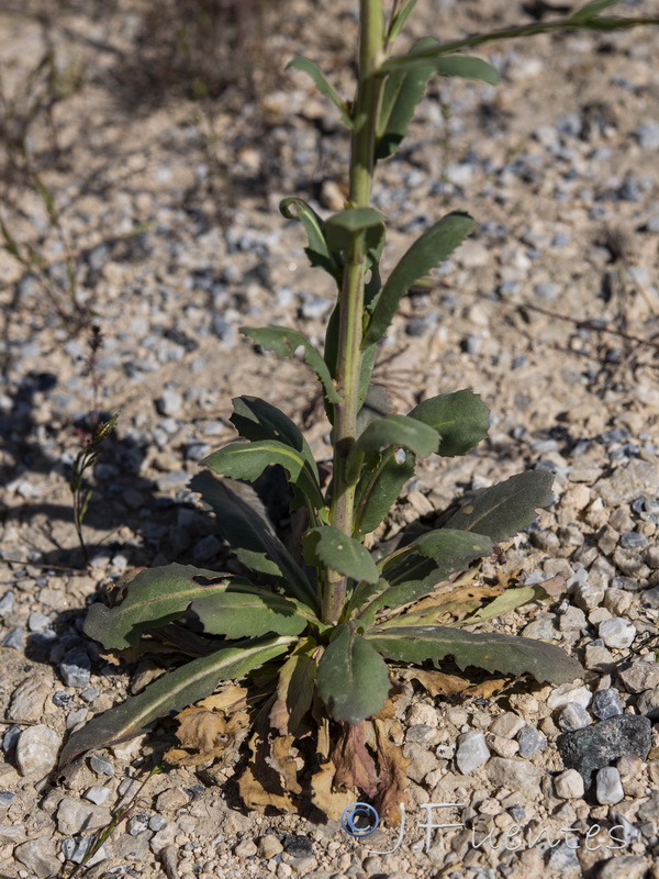 Sisymbrium isatidifolium.09