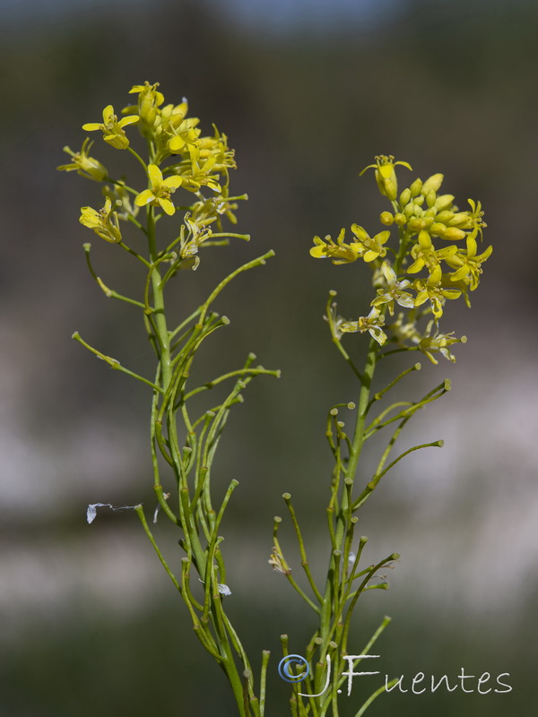 Sisymbrium isatidifolium.10