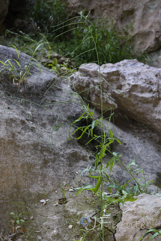 Sisymbrium macroloma.02