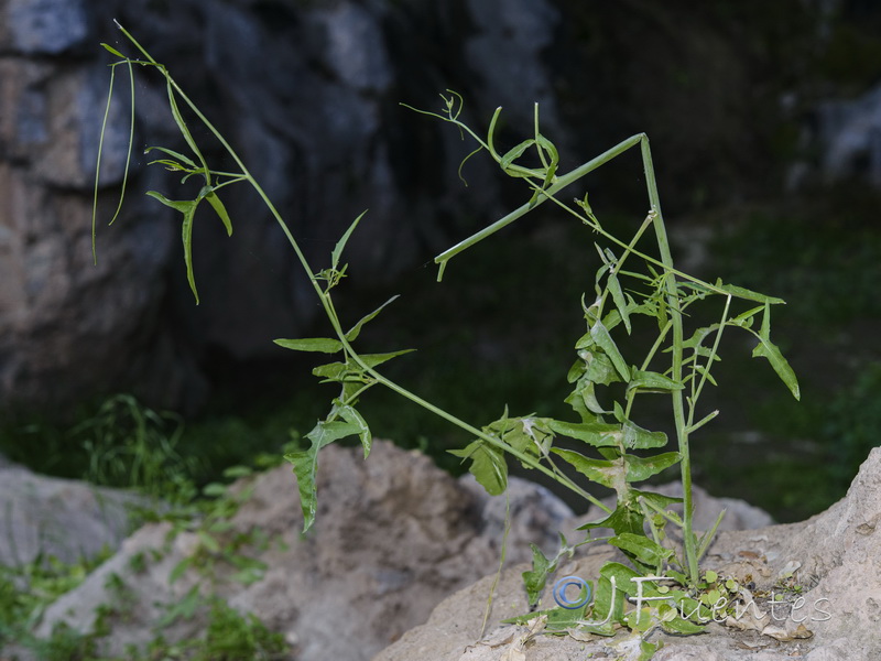 Sisymbrium macroloma.03