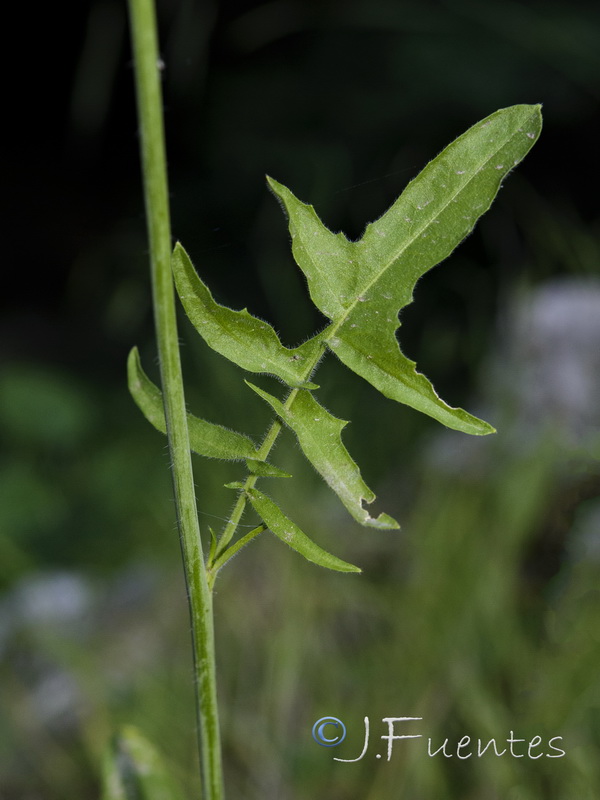 Sisymbrium macroloma.04