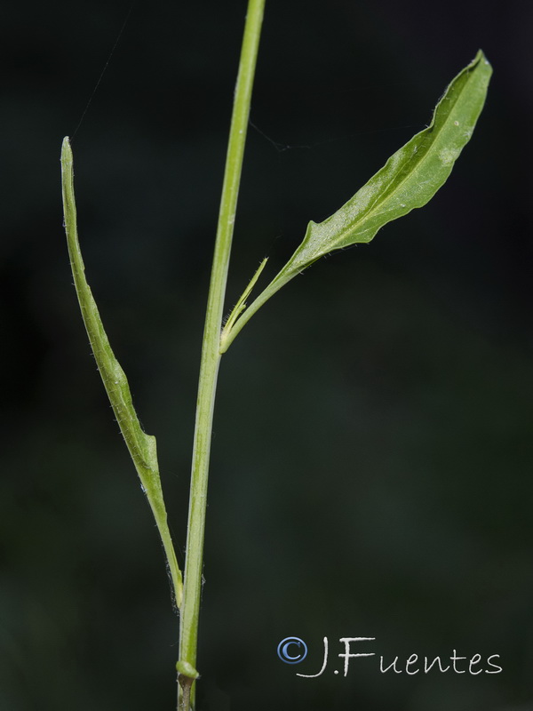 Sisymbrium macroloma.05