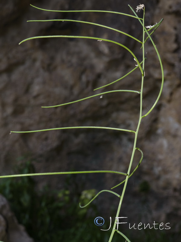 Sisymbrium macroloma.06