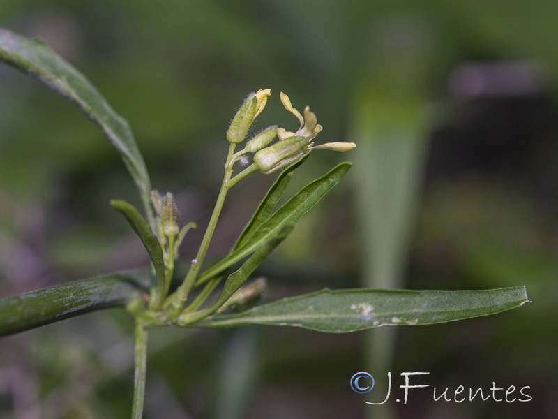 Sisymbrium macroloma.10