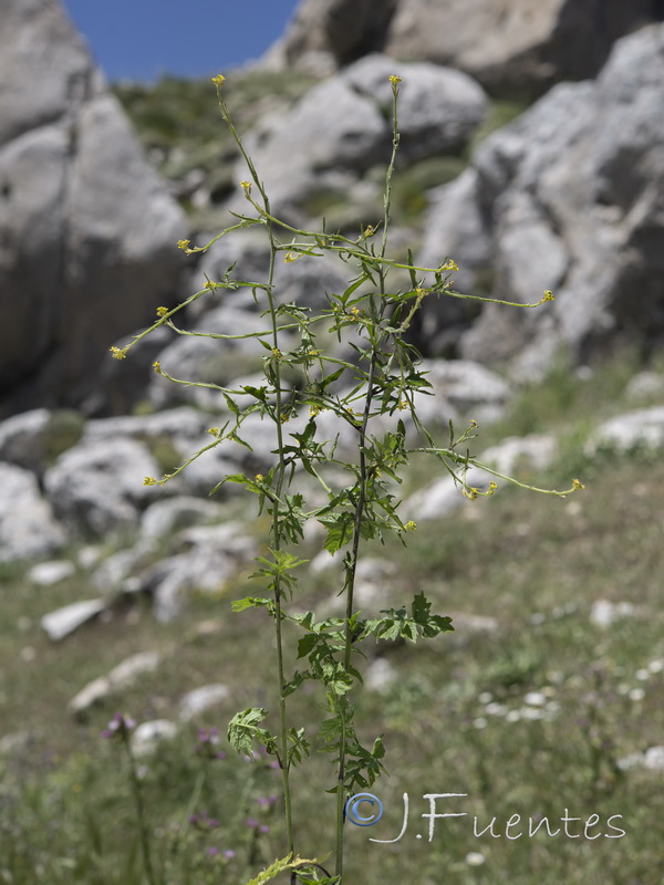 Sisymbrium officinale.02