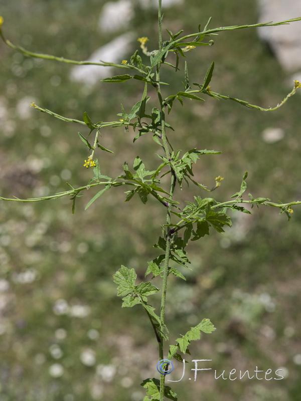 Sisymbrium officinale.04