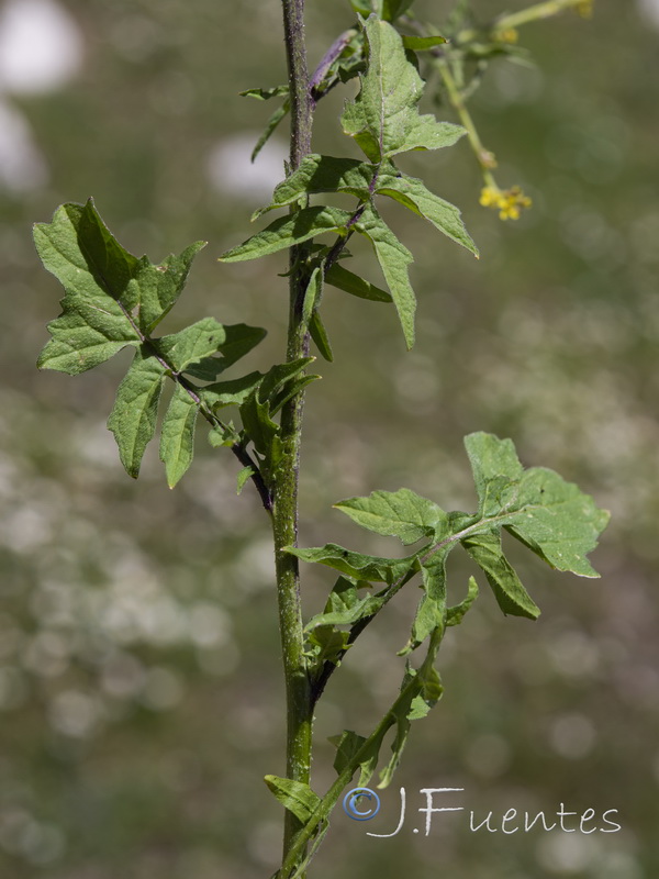 Sisymbrium officinale.05