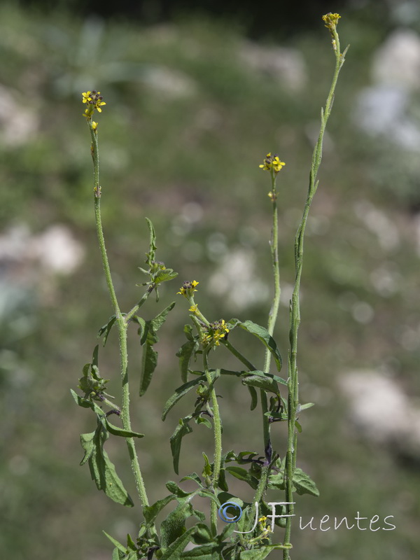 Sisymbrium officinale.06