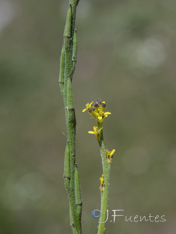 Sisymbrium officinale.07