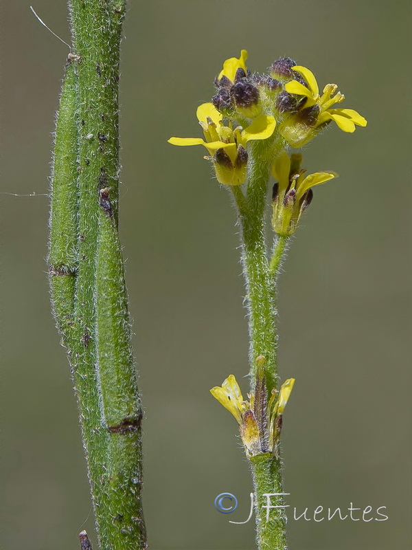 Sisymbrium officinale.08