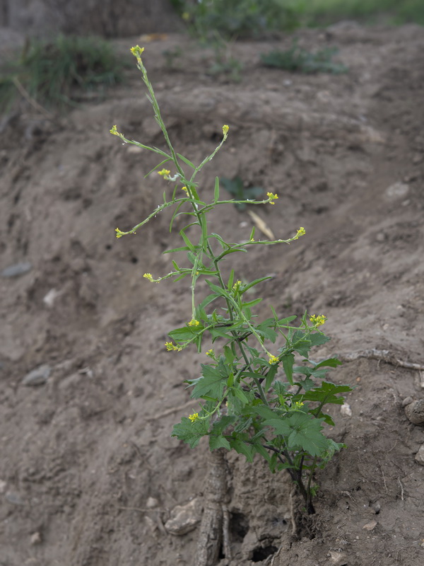 Sisymbrium officinale.09