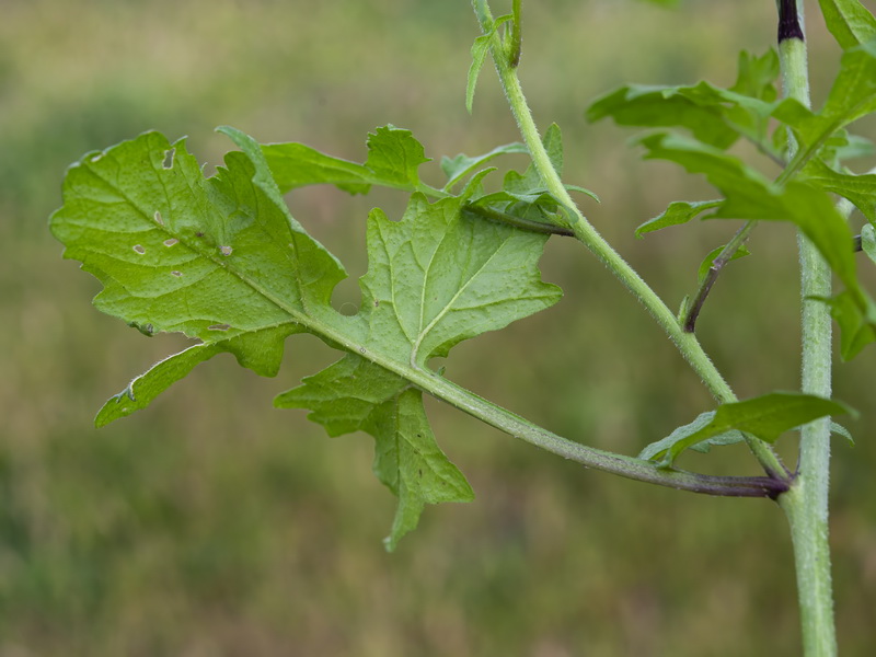Sisymbrium officinale.11