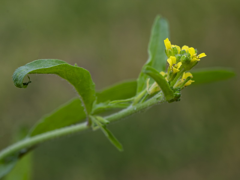 Sisymbrium officinale.12