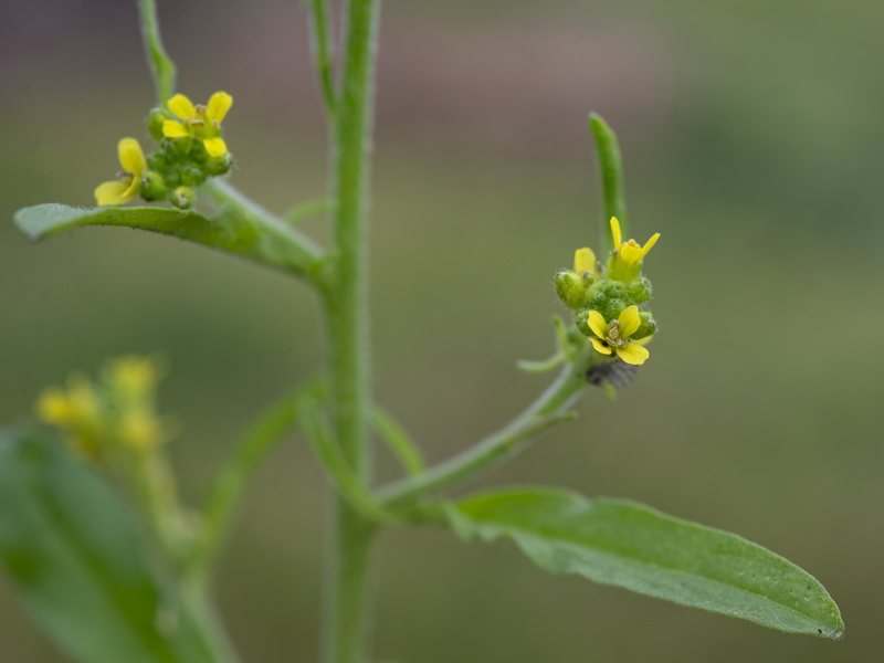 Sisymbrium officinale.13