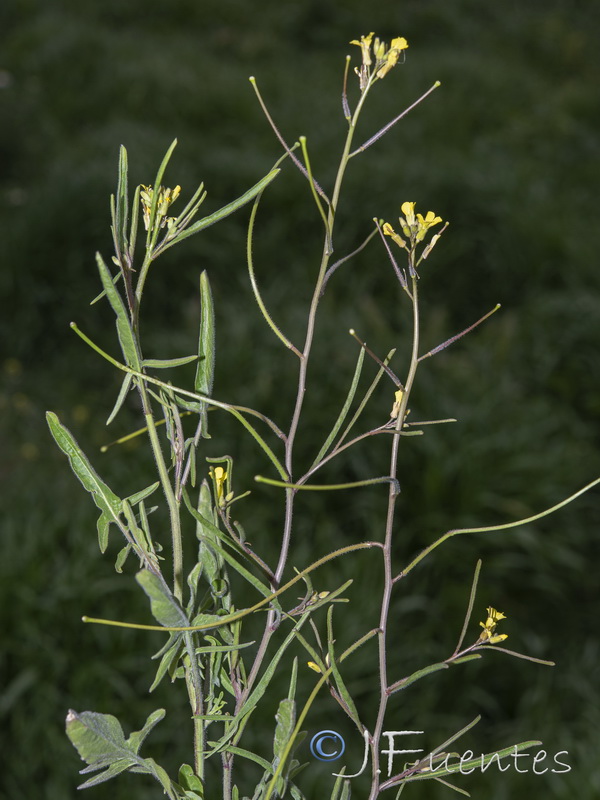 Sisymbrium orientale.05