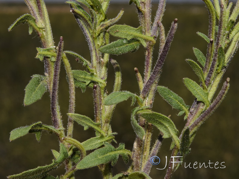 Sisymbrium runcinatum.02