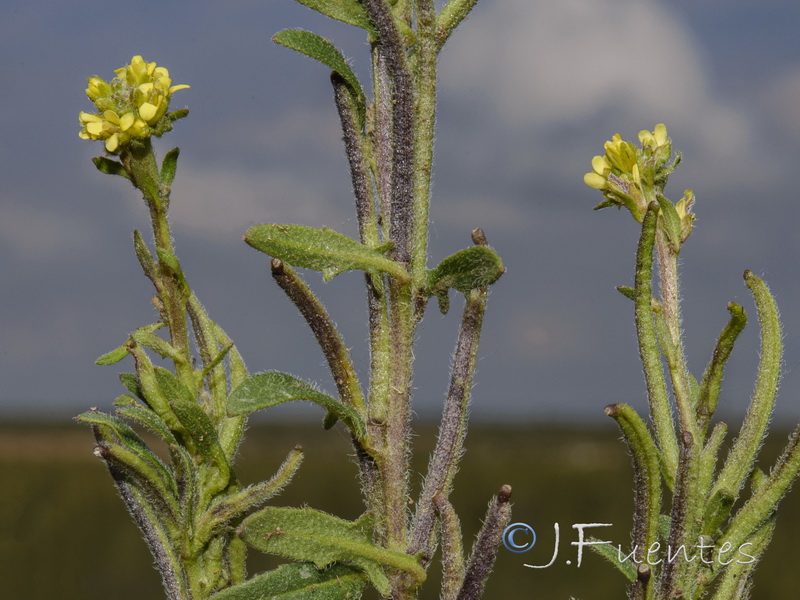 Sisymbrium runcinatum.03