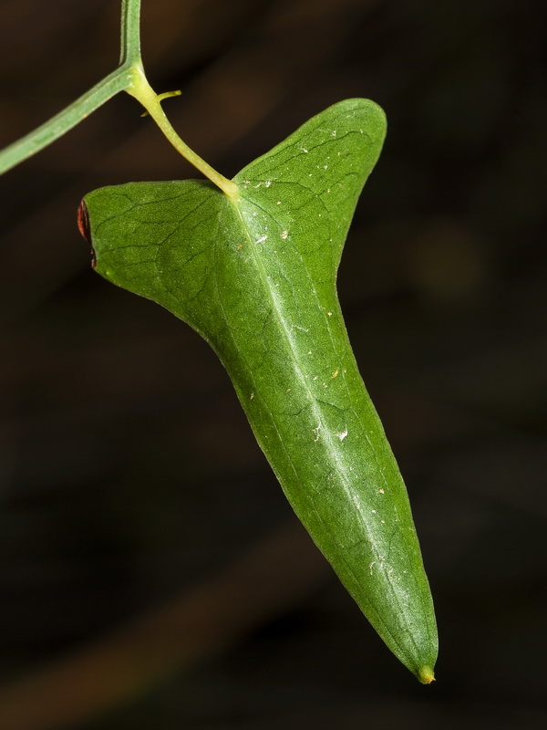Smilax aspera.02