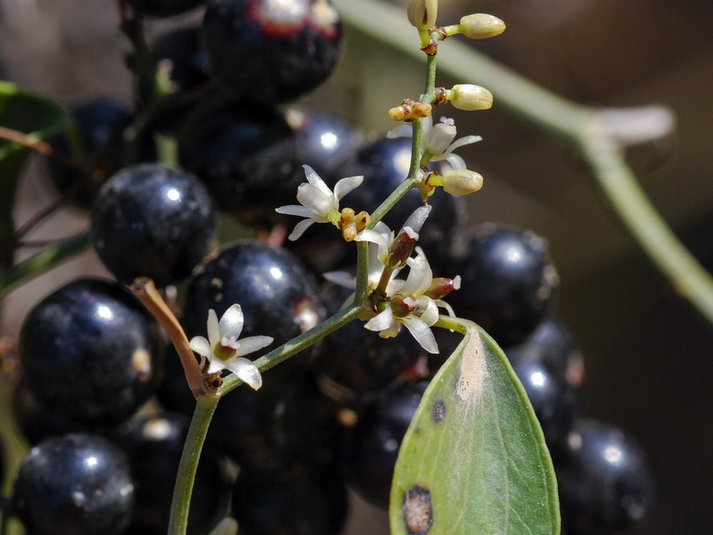 Smilax aspera.05