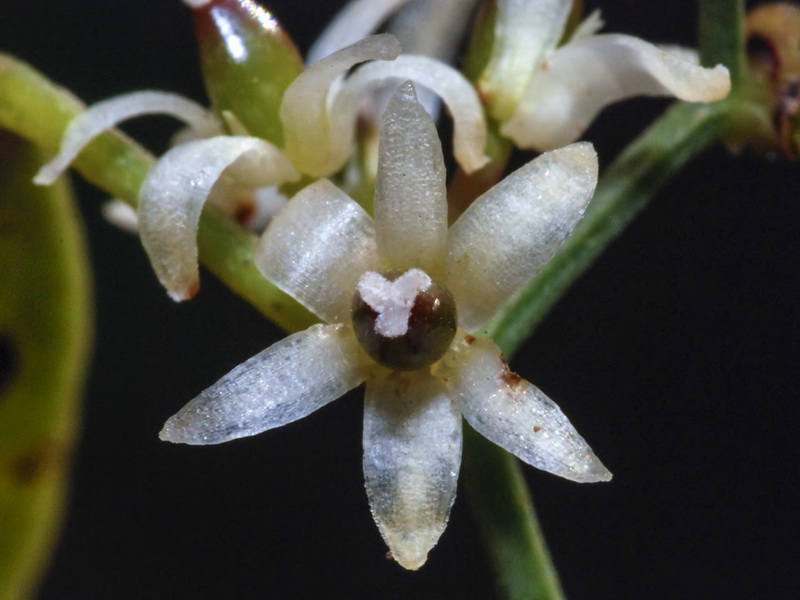Smilax aspera.07