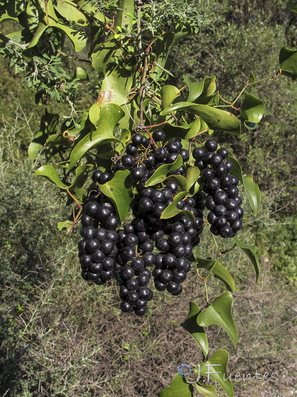 Smilax aspera.11