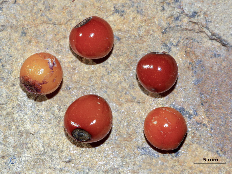 Smilax aspera.13