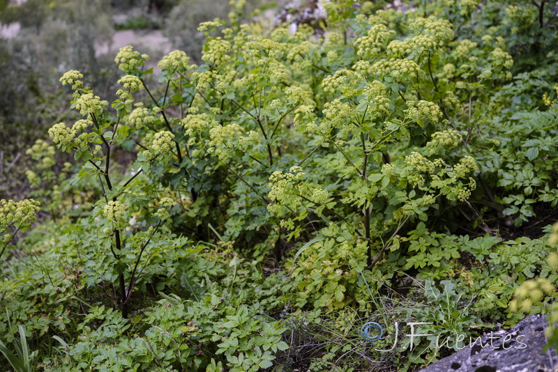 Smyrnium olusatrum.01