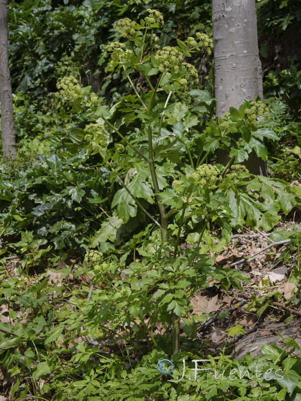 Smyrnium olusatrum.02