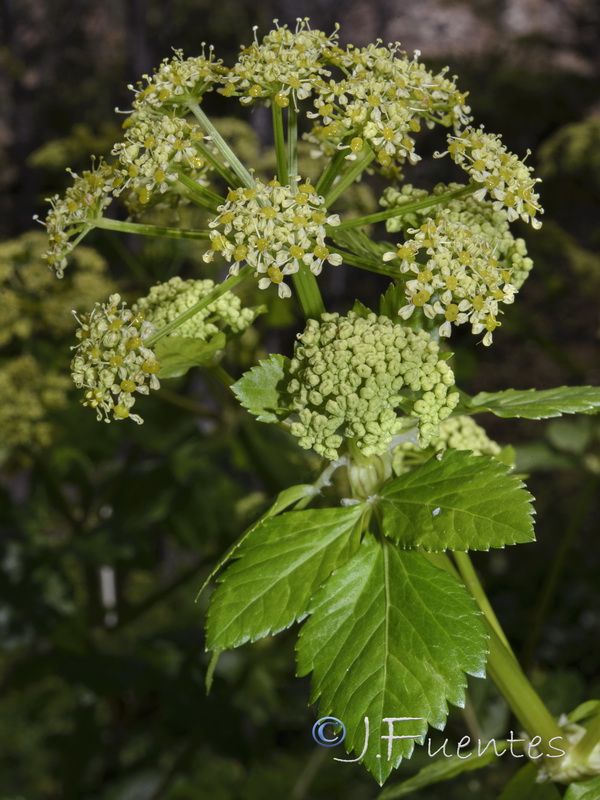 Smyrnium olusatrum.05
