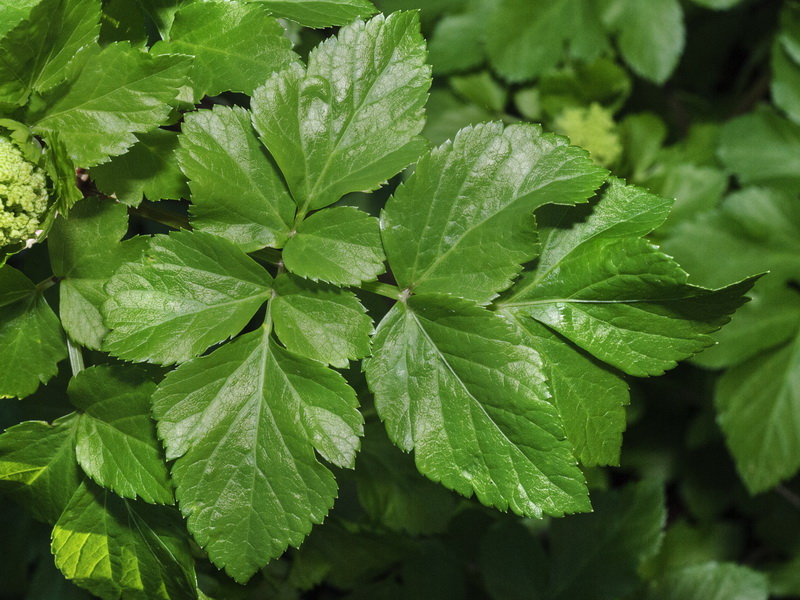 Smyrnium olusatrum.07