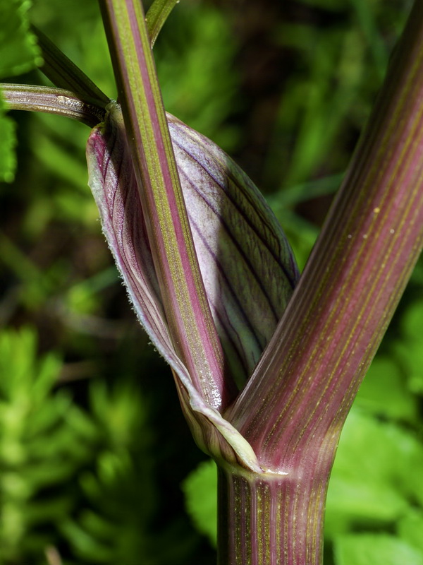 Smyrnium olusatrum.08