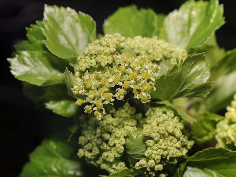 Smyrnium olusatrum.10