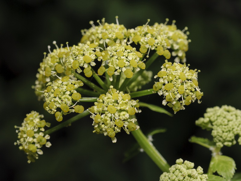 Smyrnium olusatrum.12