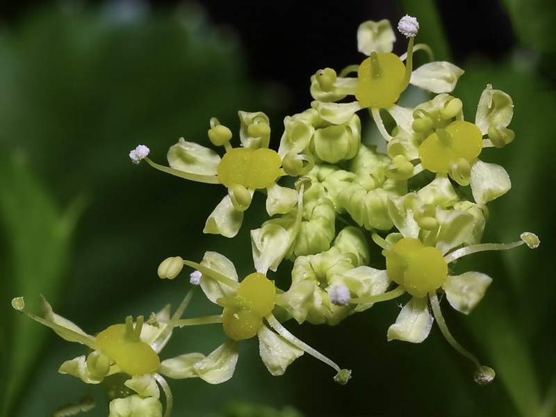 Smyrnium olusatrum.15