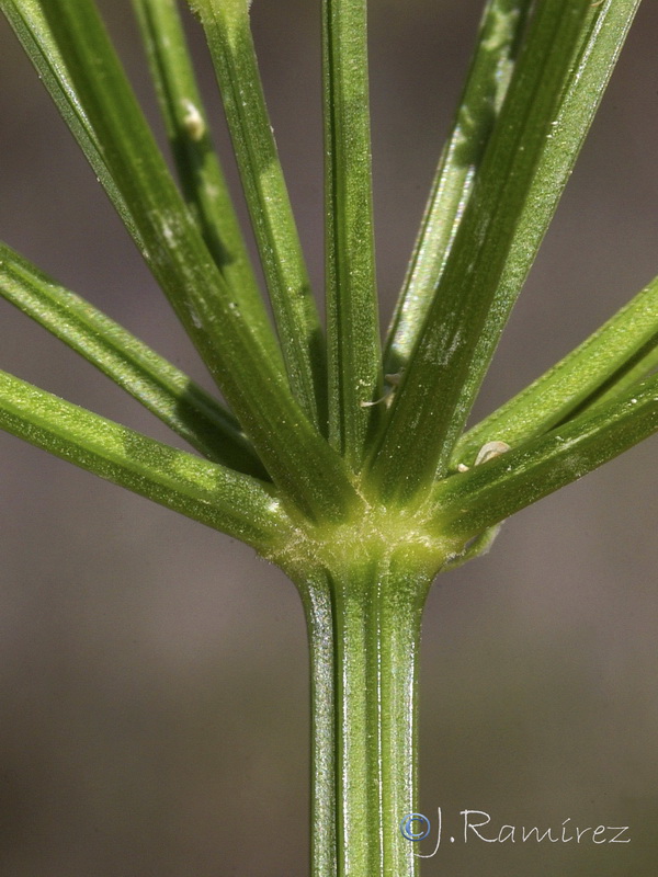 Smyrnium olusatrum.16