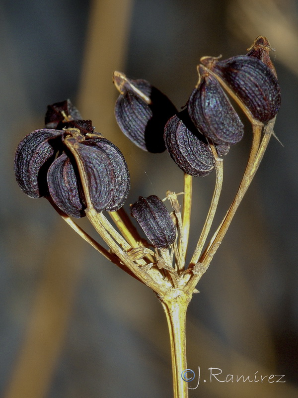 Smyrnium olusatrum.17