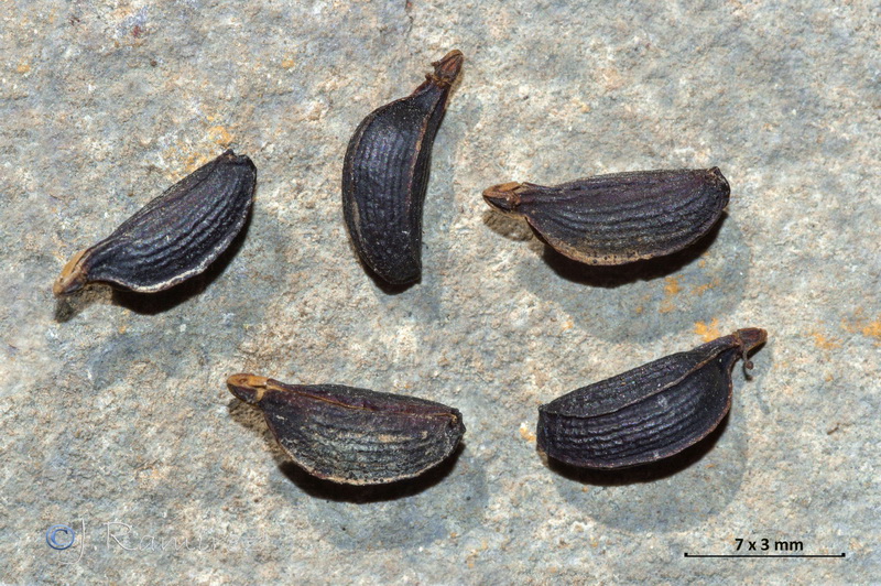 Smyrnium olusatrum.18