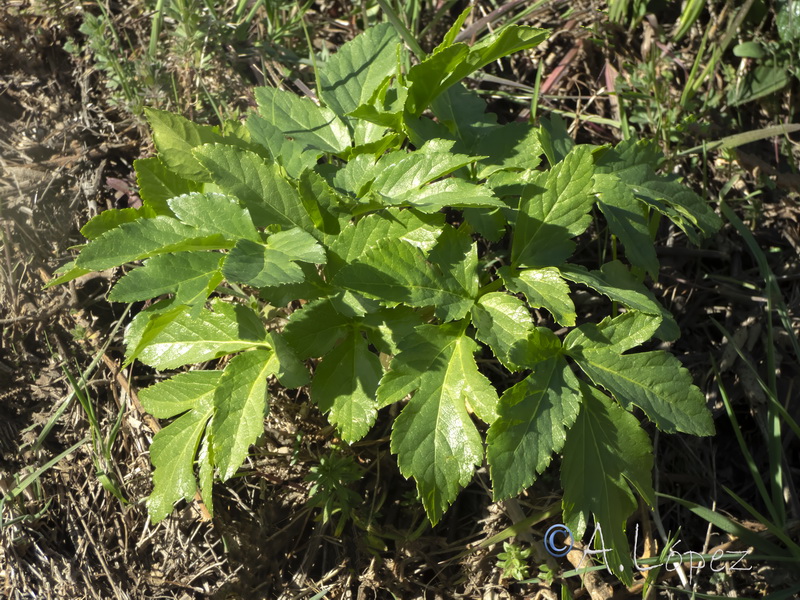 Smyrnium olusatrum.19