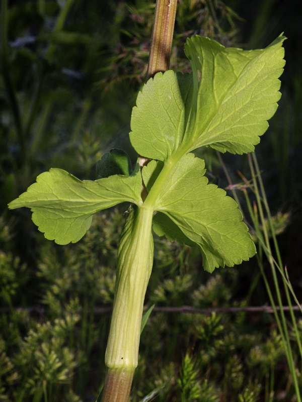 Smyrnium perfoliatum.04