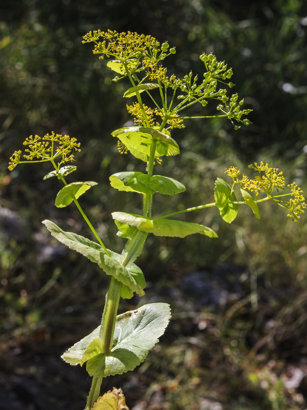 Smyrnium perfoliatum.06