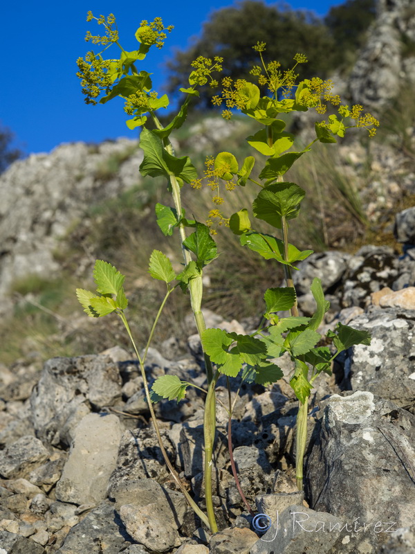 Smyrnium perfoliatum.17