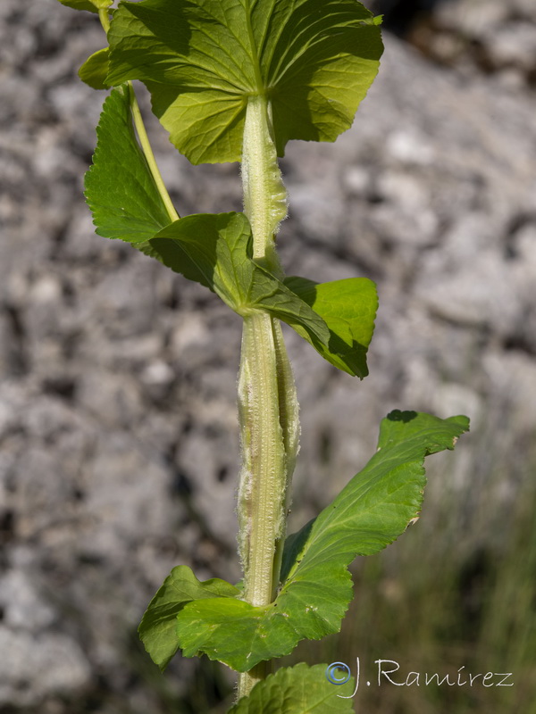 Smyrnium perfoliatum.19