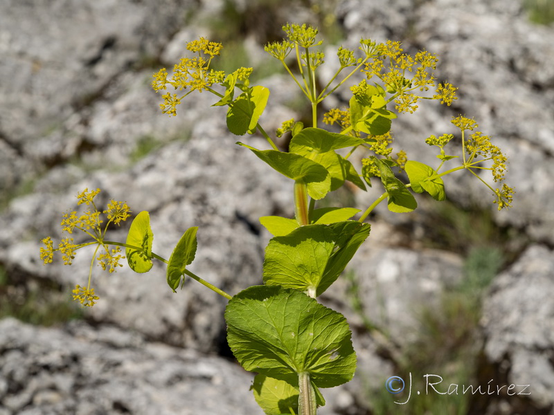 Smyrnium perfoliatum.20