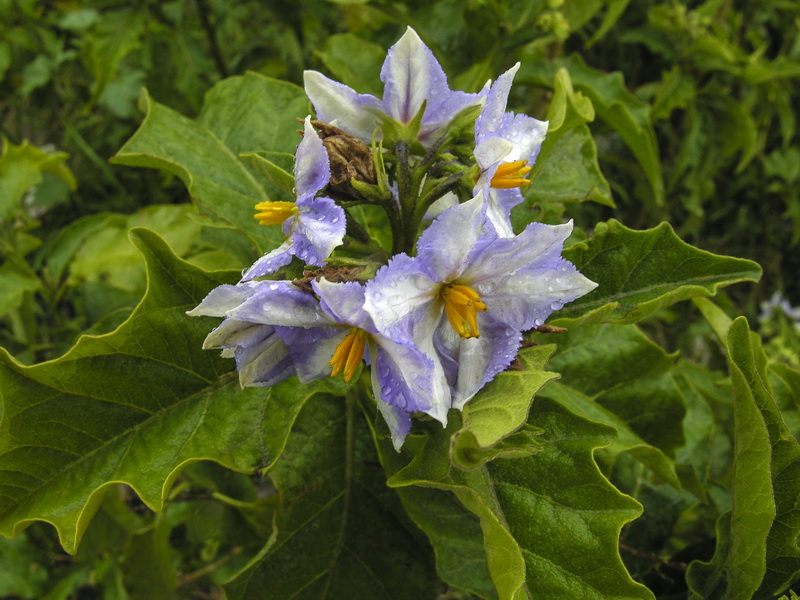 Solanum bonariense.01