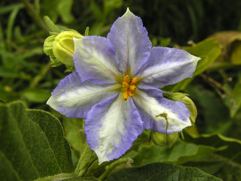 Solanum bonariense.02